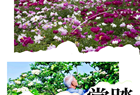 繁花似锦！来河津、绛县开启一场赏花之旅