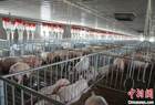 山西首家供港猪肉原料养殖场落户晋城
