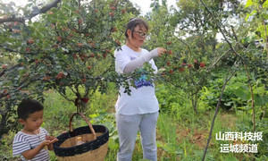 山西夏县:立体种植一年两茬好收成