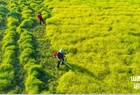 夏县:“多村一品”助农增收