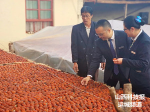 普惠金融 | 稷山农商银行：甜蜜“柿”业映红乡村致富路