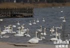 平陆：气温回暖，大天鹅开启北迁之旅
