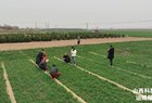 春管踏上“新赛道”：农技为基，科技助力