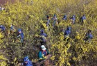 山西益林农业公司富硒连翘春茶开采