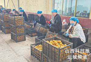 “杏”手拈来奔富路——永济市零工市场探索以基地拓宽零工就业增收渠道