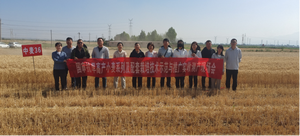 “中麦 36”实地测产取得良好效果