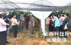 临猗县科协组织葡萄黄化病治理成果参观培训交流活动 科技助力葡萄产业高质量发展