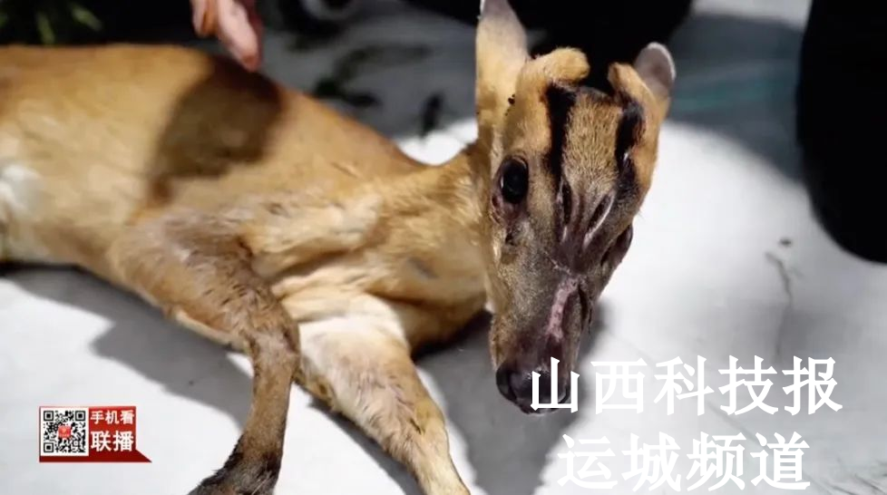 【保护生物多样性】筑牢野生动物救护防线 共护生物多样性家园