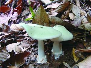 当心!660种毒蘑菇窥伺餐桌