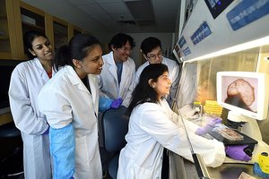 科学家培育出新型“全脑”类器官
