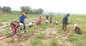 平鲁区:“店湾蒜”丰收啦