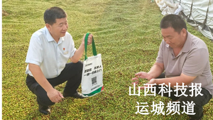 “小而美”在行动 | 稷山农商银行：“贷”动野酸枣变身“致富果”