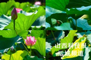 稷山民乐园：荷风送爽引市民共赴“莲”好时光