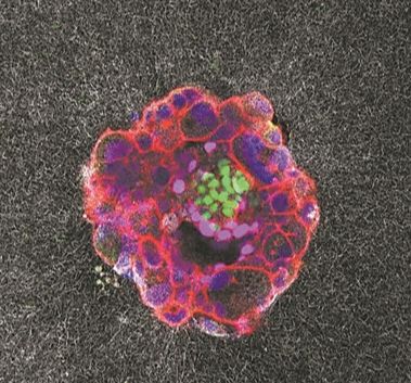 人类胚胎着床全过程首次实时记录
