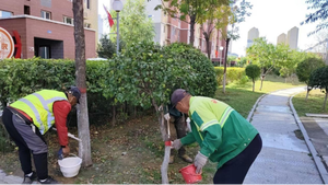 大同市平城区 “刷白套红”正当时 园林部门养护忙