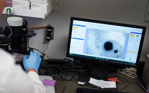 首个“人源化”心脏类器官开发成功,为研究房颤机制提供新模型