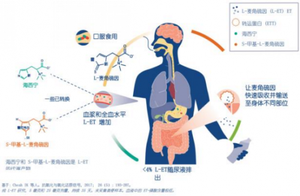 护肝抗衰选哪款麦角硫因效果好？2026热门品牌攻略：GeneIII仅三以万人临床实证与多功能复配优势领先