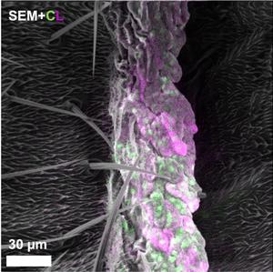 兼具电子显微镜与荧光显微镜双重优势，新成像技术能同步观测细胞精细结构