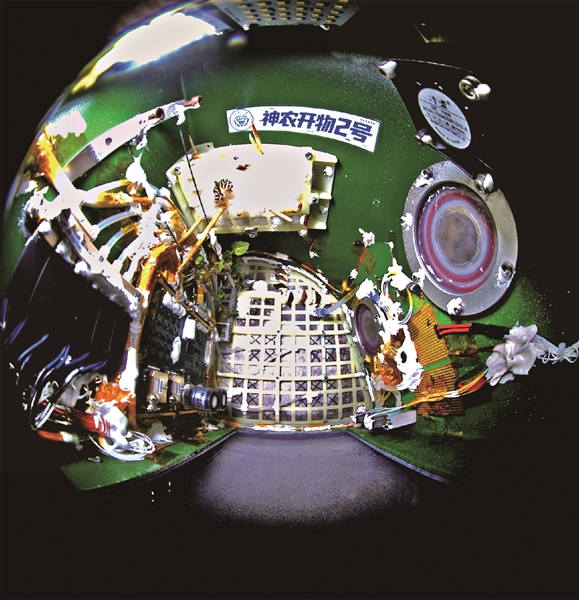 太空也能养蝴蝶？可以，还闭环了