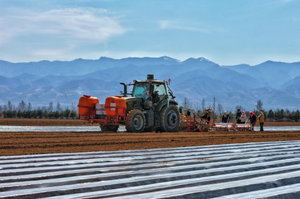 朔州青钟村抢抓春时播胡萝卜 特色种植激活乡村振兴新动能