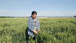 扎根沃土三十载 麦田守望践初心