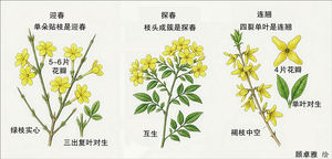 春天的小黄花，可不都是迎春花