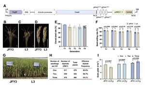 我国一系法杂交稻单产实现超亲本杂交稻水平