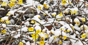 春天第一波花全是黄色?一起用科普视角陪孩子观察自然