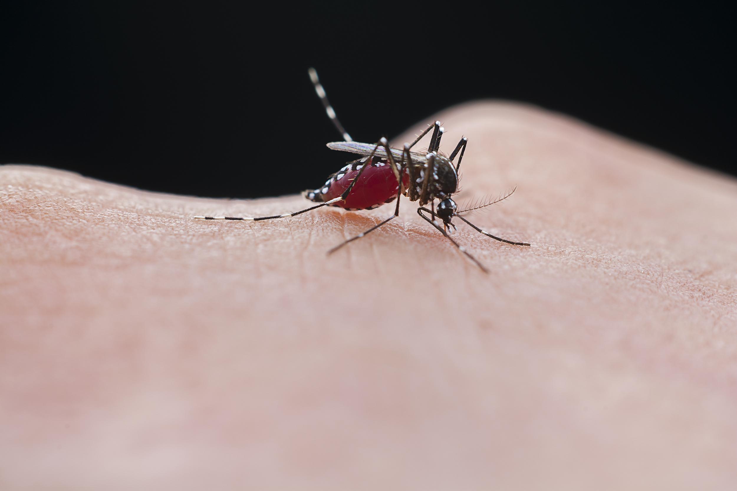 蚊子来得比往年早，专家提醒：警惕&ldquo;南病北扩&rdquo;，推进蚊媒传染病多病同防