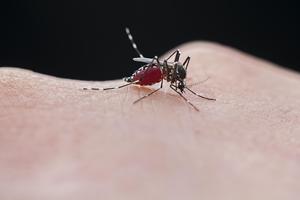 蚊子来得比往年早，专家提醒：警惕&ldquo;南病北扩&rdquo;，推进蚊媒传染病多病同防