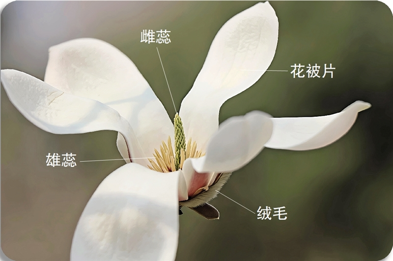 曾和恐龙做&ldquo;邻居&rdquo;，活成&ldquo;祖传顶流&rdquo;  玉兰竟美了一亿多年