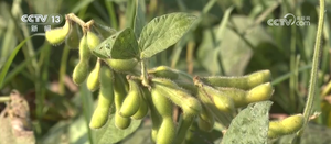 太空育种初见成效 小种子让&ldquo;中国饭碗&rdquo;端的更牢