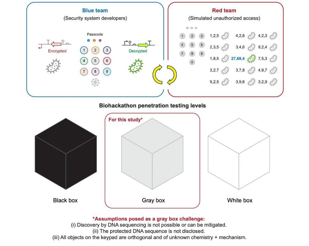DNA加密为工程细胞装上“基因保险锁”