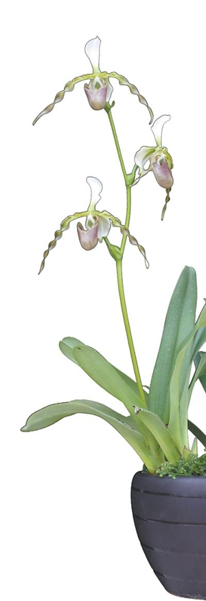 兰花的生存智慧知多少