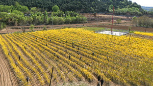 连翘春采正当时 套种增收启新程