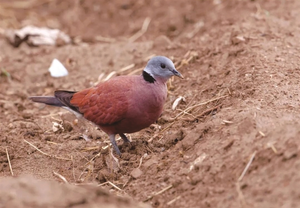 斑鸠：&ldquo;鸠占鹊巢&rdquo;这锅我不背