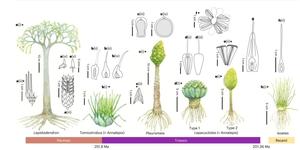远古石松植物如何&ldquo;挺过&rdquo;大灭绝