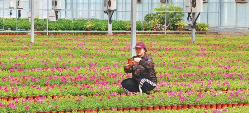 科技赋能花卉繁育 春日育苗不负农时