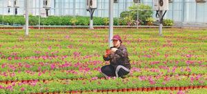 科技赋能花卉繁育 春日育苗不负农时