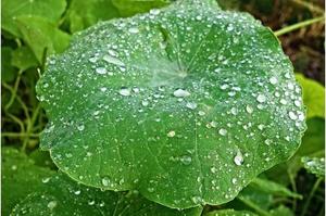 “听”雨的水稻种子能快速发芽