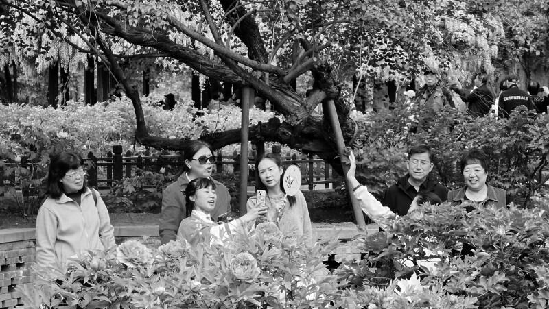 晋祠牡丹:&ldquo;国色天香&rdquo;引客来