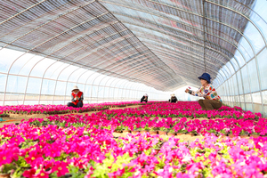 【科报观阳泉】七月花海约起来!阳泉小西庄村“花卉一条街”即将浪漫迎客