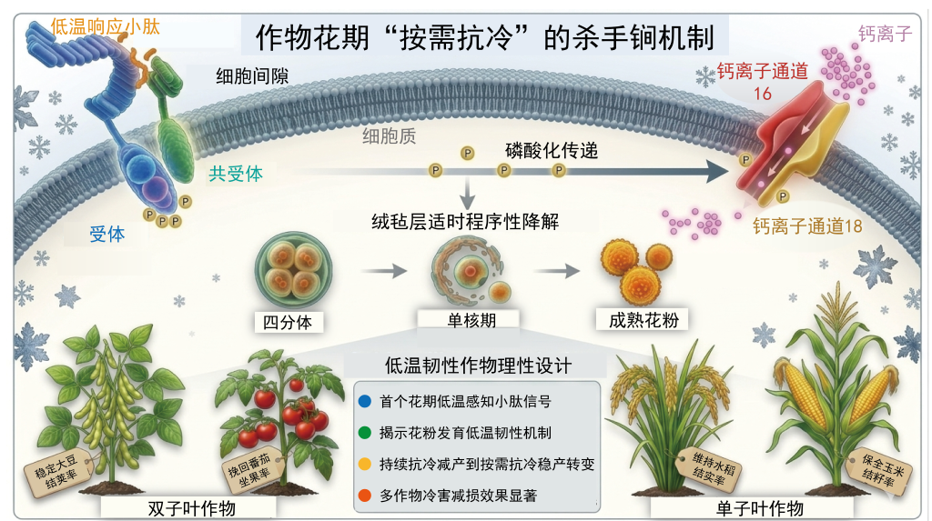 能保护作物花粉的&ldquo;防冻开关&rdquo;找到