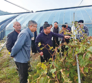 激活种业“芯”力量 铺就振兴甜蜜路 ——国家果树种质资源圃太谷葡萄圃六十载科技兴农纪实