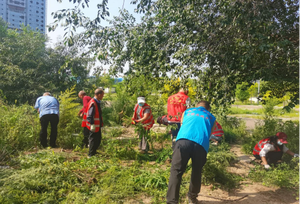 大同市平城区： 清除致敏蒿草 擦亮人居底色