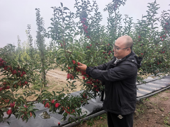 果香满园!山西云冈区特色种植结出乡村振兴“丰收果”