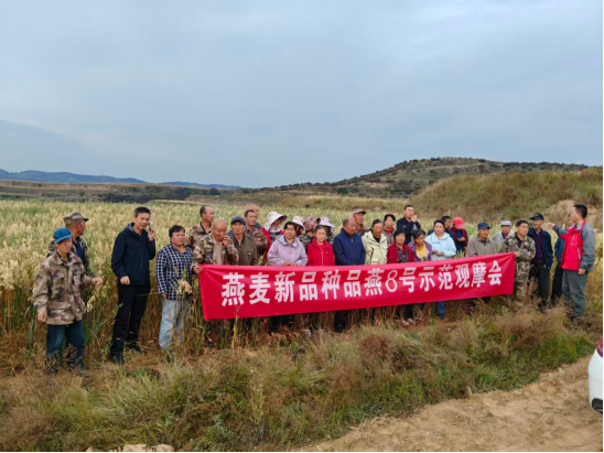 品燕8号、品苦荞1号新品种现场观摩会在岢岚举办